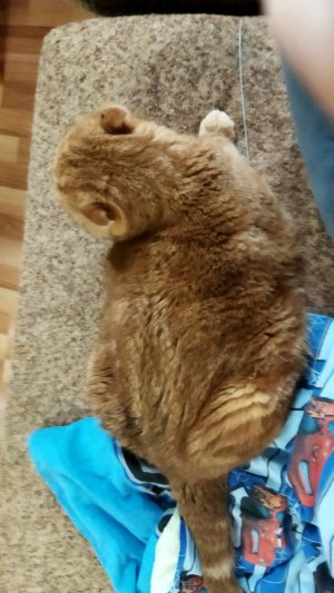 уж для шиша