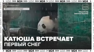 В Московском зоопарке показали, как панда Катюша встретила первый снег - Москва 24