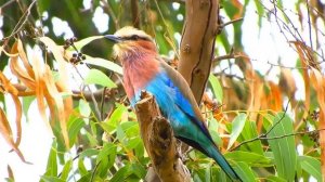 МУЗЫКА, НАПОЛНЕННАЯ СПОКОЙСТВИЕМ, ПОМОГАЕТ БЫСТРЕЕ УСНУТЬ И РАССЛАБИТЬСЯ