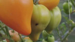 Обзор новых сортов томатов в теплице. г. Киров