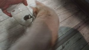 Демурзель охотница 🥰