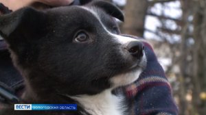 Дорога домой: собака Тина и щенок из Верховажья ищут любящих хозяев