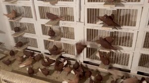 Голуби красные и жёлтые Николаевские с красивым крылом г. Липецк