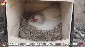 Цыплята и Курочки селяночки лучшие беспородные несушки 🥚 (381)