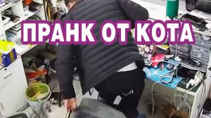 Пранк от кота 😂