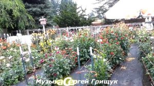 Музыка Сергей Грищук ВСЁ РАДИ ЛЮБВИ  @grishchuksergey