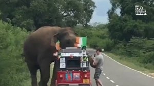 FUNNY Cat Wants Out! 🤣 | Funny Pet Videos for TV