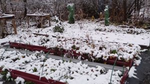 Зимнее утро на даче. 15 ноября 2025