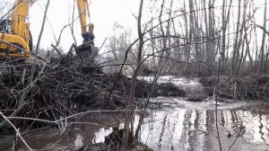 📹 Бобры не ожидали, что мы доберёмся до этой плотины