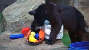 Ягуарчику Габриэлю помыли вольер и красиво сложили игрушки, а он бегает посмотреть на новую маму.