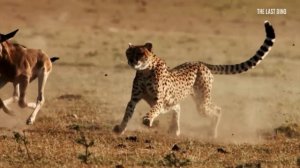 Секрет скорости гепарда