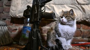 Кот Маркиз помогает российским бойцам замечать приближение дронов ВСУ