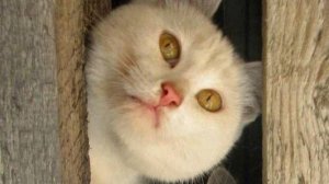 Мои сны и сновидения!