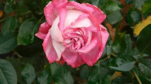 13=11=2025  уни  ПВН  (58)