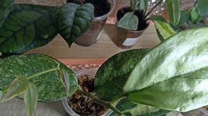 Хотела показать Беллу, а показала всю полку с хойями.