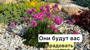 Многолетники, цветущие всё лето!