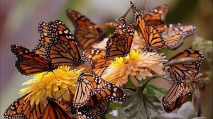 ЗВУКИ БАБОЧЕК 🦋 /asmr асмр. Бабочки шелест и порхание крыльев