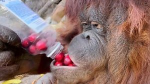 Осень, надо ПРИКРЫТЬ поясницу! ГРОМ поддона- ПРИВЕТ от Даны! ПОДАРКИ - сумочка и черешня- ОДОБРЕНО!