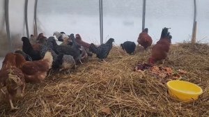 Ep.199 That's It We Are Moving It (Russian Subtitles)