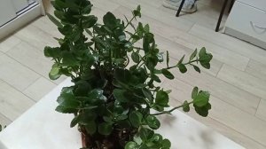 Пересадка моих растений. 2 часть.