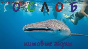 Филиппины. Остров Себу. Ослоб. Китовые акулы