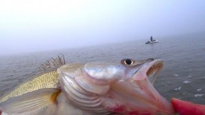 ЗУБАСТИКИ МОНСТРЫ... КАЖДЫЙ ЗАБРОС !!!! РЫБАЛКА НА СУДАКА ОСЕНЬЮ