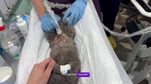 Разрыв мочевого пузыря у Импалы