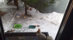 морозная суббота в зоопарке за окном