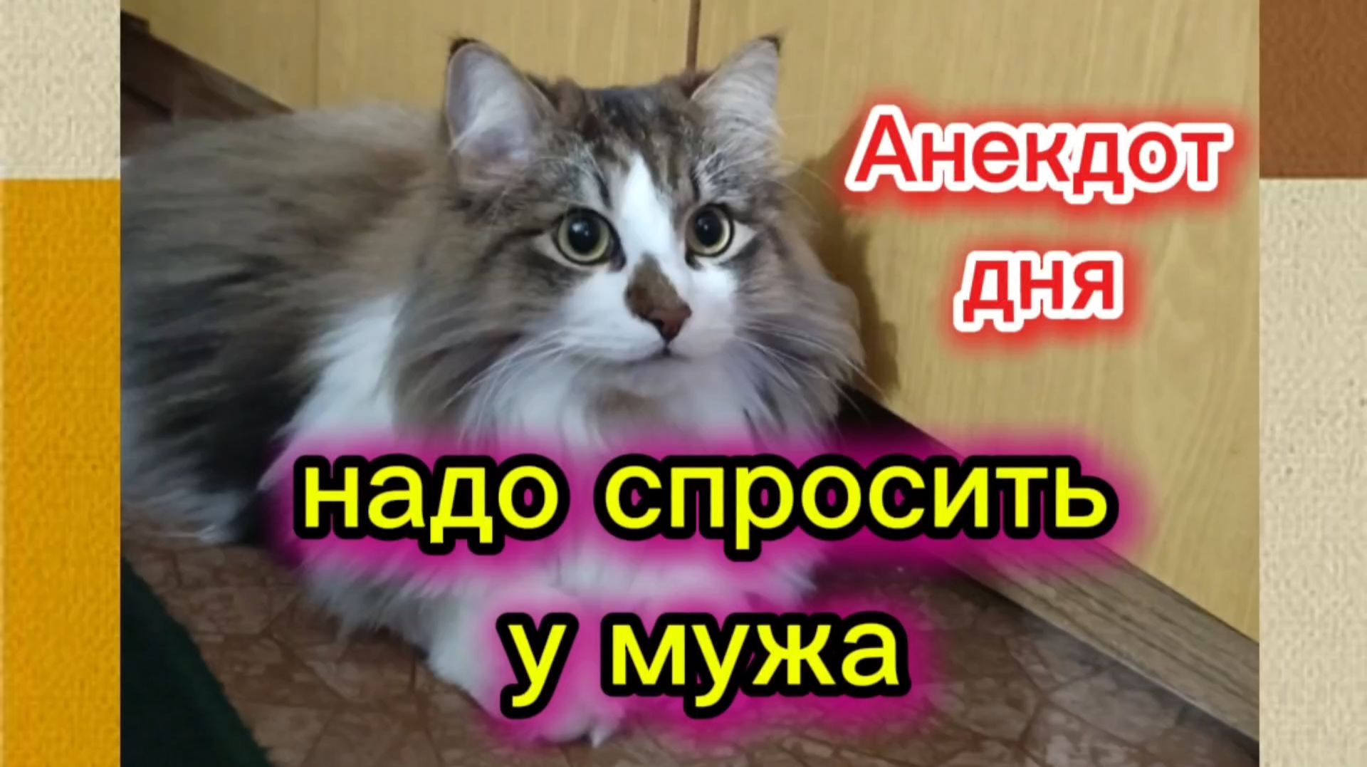 Кошки с озвучкой.