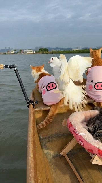 Приморские аборигены - кошки-рыбаки @Dafeiju