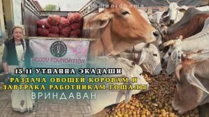 15.11. Утпанна экадаши. Раздача овощей коровам и завтрака работникам гошалы
