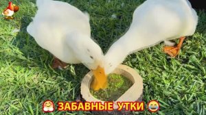 Забавные утки мускусные и пекинские на свободном выгуле со своими друзьями ч.(285) ❣️🤗😂