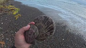 Дары охотского моря. Борис Рябченков.