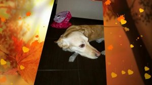 Пол года без Лапчика...