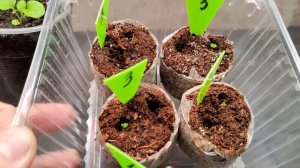 Сегодня уделила внимание цветам, все растет, все развивается!!!