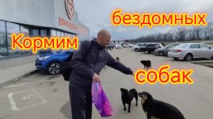 Ейск❤️/Кормим бездомных СОБАК/На ЮГЕ цветут одуванчики/Пшённая каша с ТЫКВОЙ/Неожиданная помощь