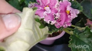 Обзор из цветочного магазина " Доминика"/15.11.25/