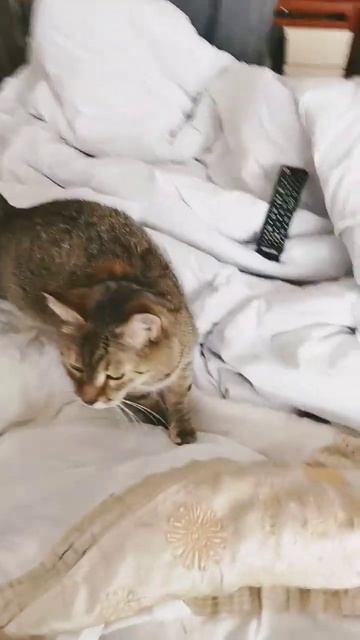 кошка спала