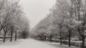 Магическая волшебная алея вся в снегу 15 ноября... прогноз сбылся Ивана Ивановича Кулебякина....