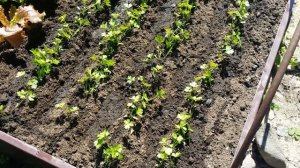 9- Дачный соловей не дает спать😂.Отдых за городом😉