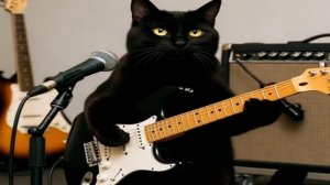 Котенок маленький на танцы собирался. Кавер. Шансон 2025