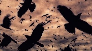 ВОРОНЫ _ Кавер  _ Музыка и слова В. Черенцовой _ Гитара Aria AK-45. 15.11.25.