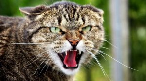 Звук дико орущего недовольного кота. Звук злого кота
