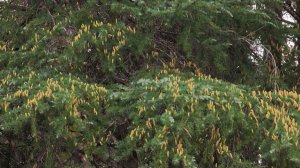 В Сочи зацвели сразу несколько видов растений