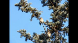 Свиристели и уточки