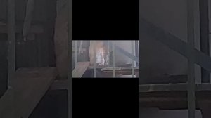 отрывки из КЗ Калининградский зоопарк