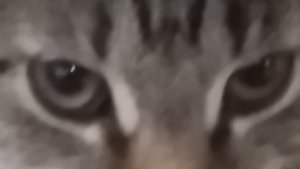 быстрое видео в мире ☮️