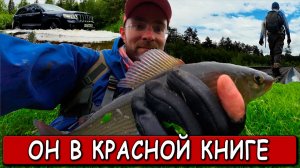 За КРАСНОКНИЖНЫМ Хариусом в 3 ЧАСАХ от МОСКВЫ