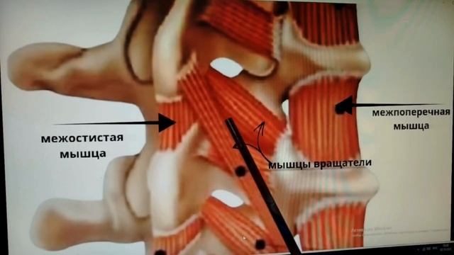 "Восстанавливаем подвижность шейных позвонков- без боли и массажа". Авторский канал Игоря Верещаги.