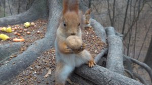 Толстая, Рыжая и Белка с хвостиком. Зарисовка